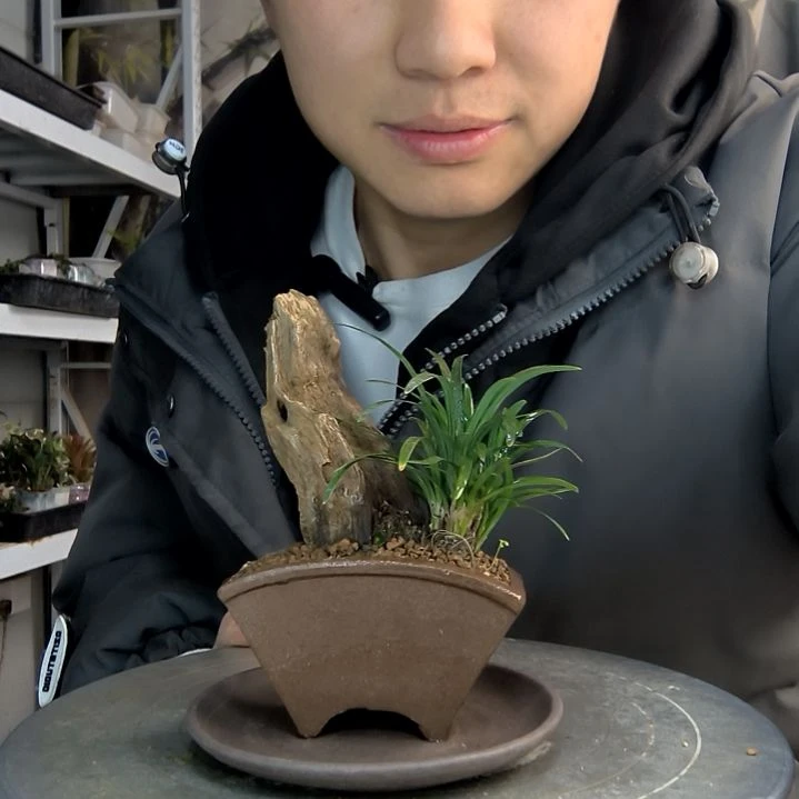 背*小盆景小植物一物一拍30