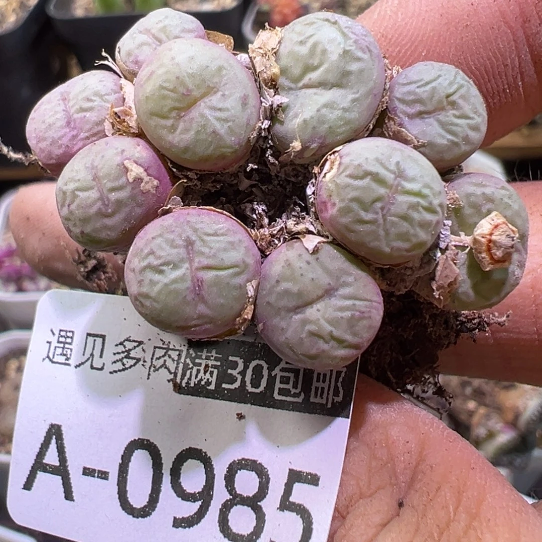 多肉植物111111111111