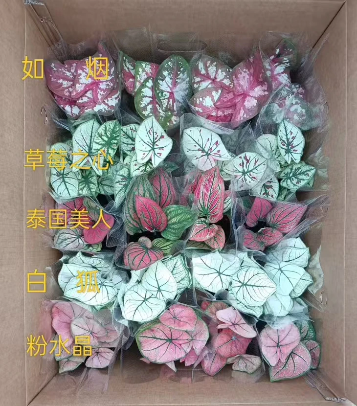 彩叶芋苔藓球苔玉室内桌面绿植新手好养植物可水培可爱风格植物