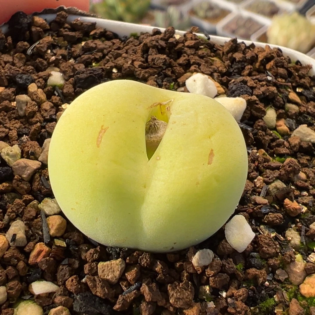 054多肉植物种类和