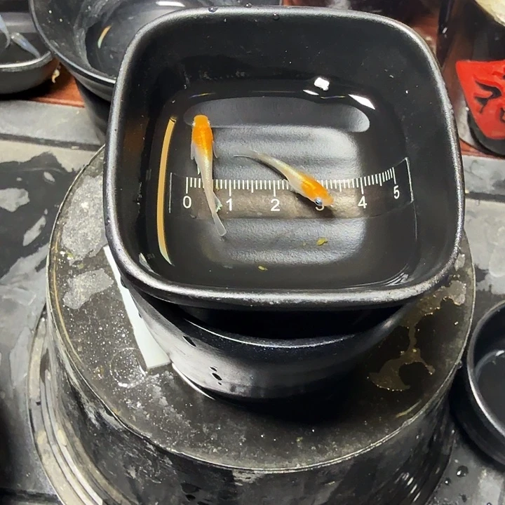 青鳉鱼50号拍品极上赤壁红白