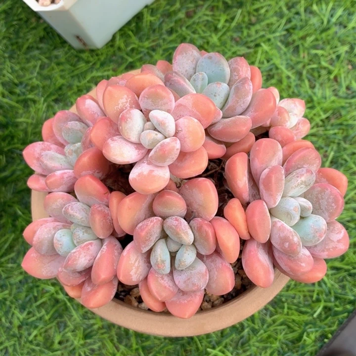 多肉植物 奶糖一物一拍-4