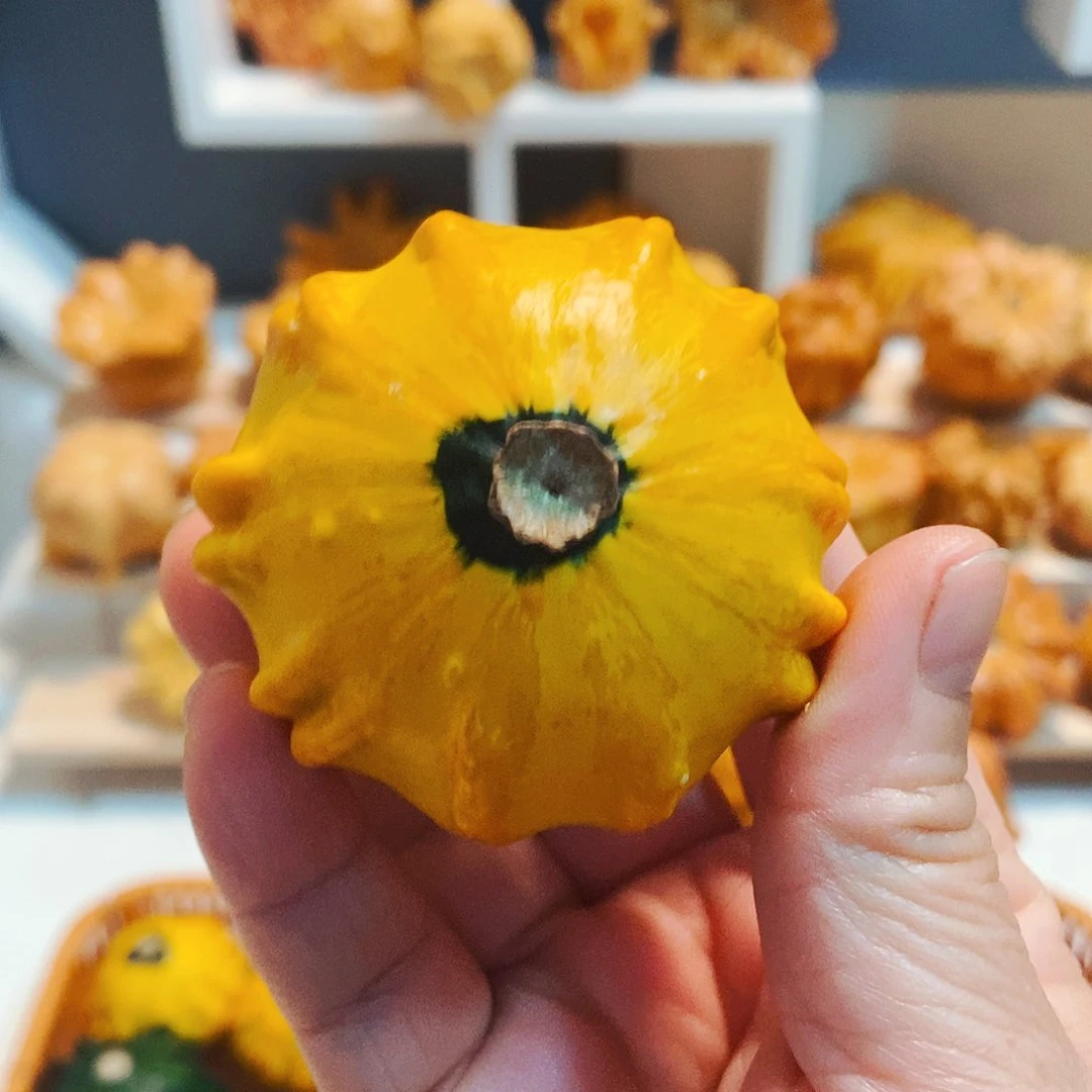 @**泽墨西哥青皮葫芦无售后