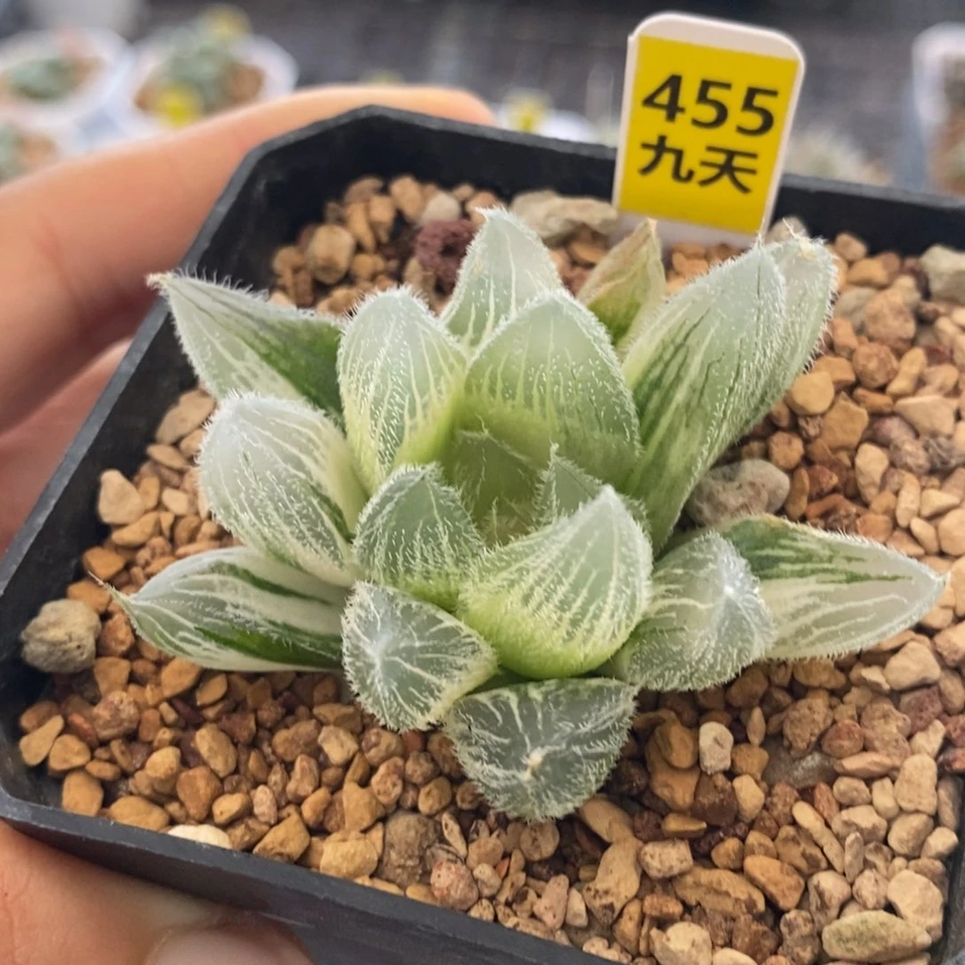 455号毛玉露锦带盆发货