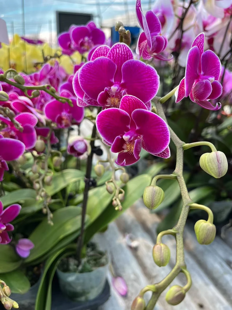 【红酒】花不晚蝴蝶兰  带花带花苞 室内花  高端美观花期长