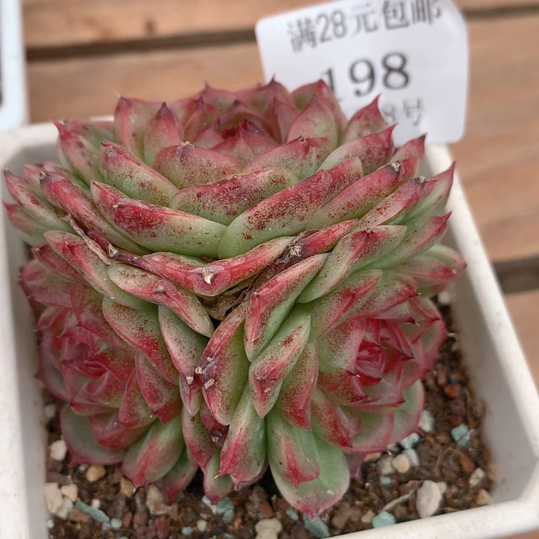 【闪购商品】云198号