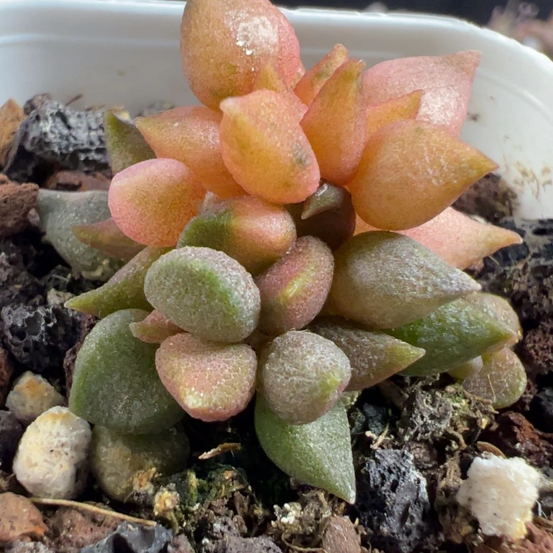 无花朵小辣椒锦多头纯木质桩多肉植物