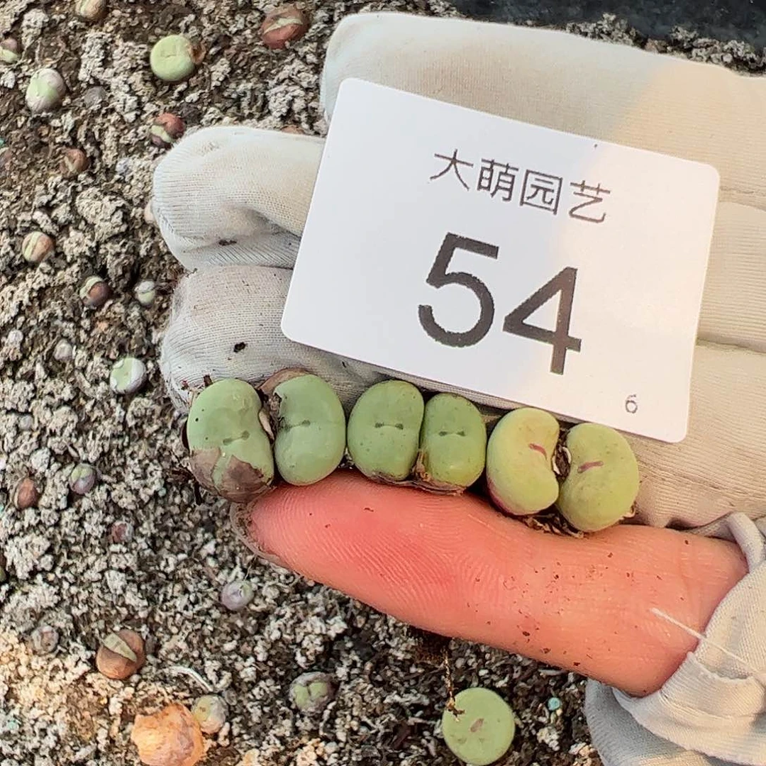 沉***海000054一物一拍。