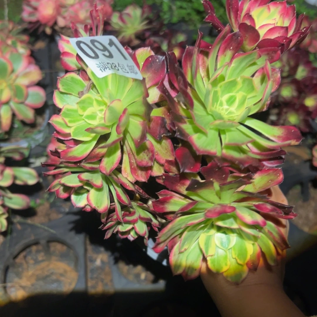多肉植物091无售后