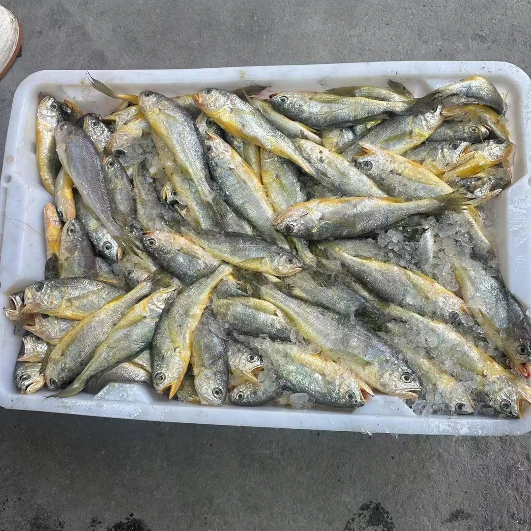 海捕小黄花鱼四斤【10条一盒】 山东日照顺丰包邮