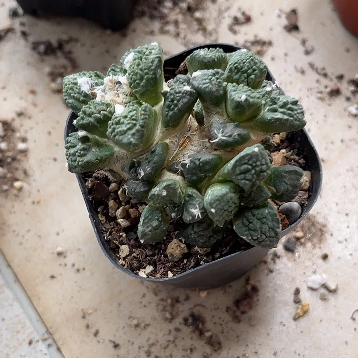 无花朵四头牡丹群一物一拍