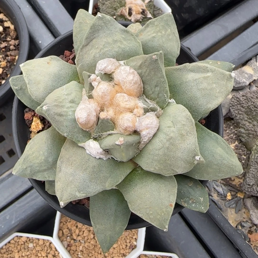 018自根青瓷✖️怒涛多肉