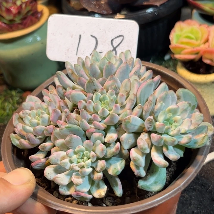 蓝精灵锦128一物一拍包装收缩花旱