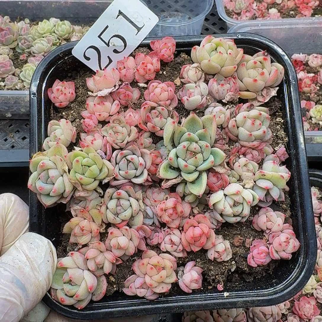 多肉植物多肉植物251