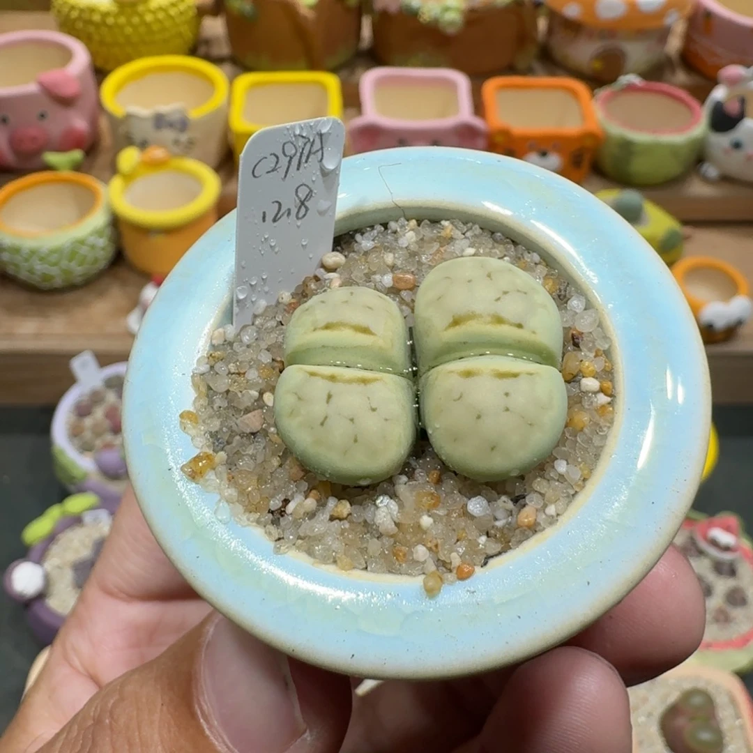 蘑菇1235奶油寿丽多肉植物