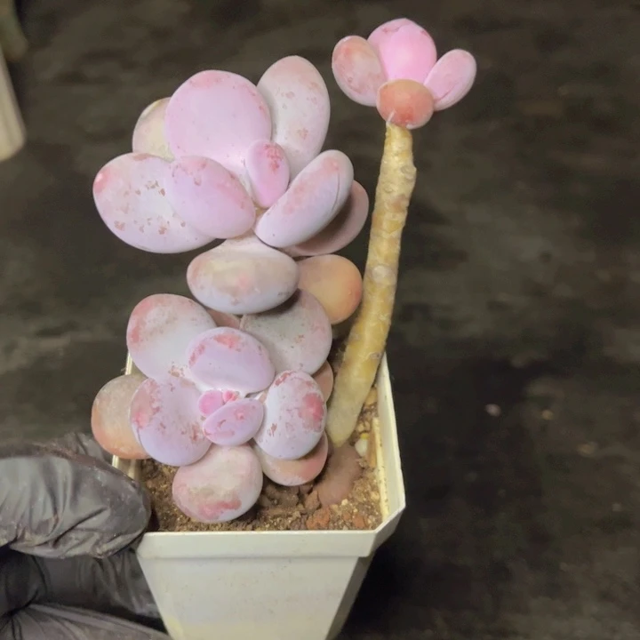 特价小盆宽叶奶老桩