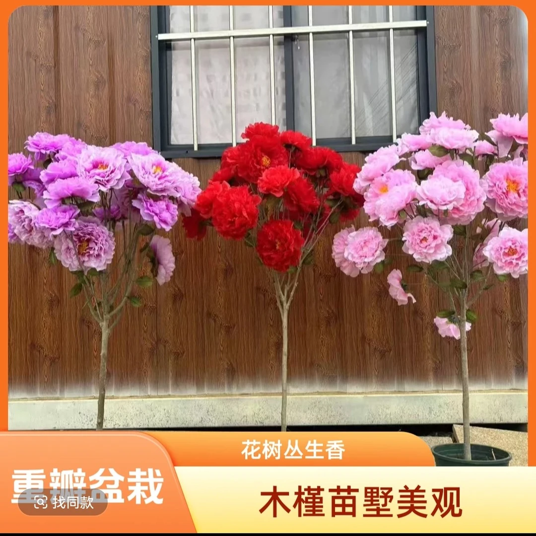 7木槿花树苗可食用棒棒糖木槿花重瓣苗阳台庭院盆栽四季耐寒开花