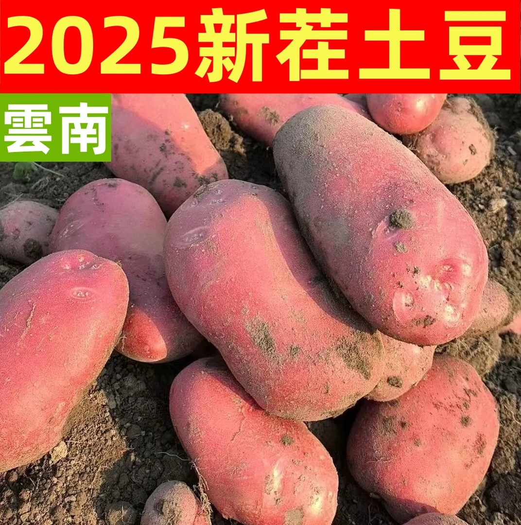 2025新土豆云南土豆农家现挖红皮黄心老品种洋芋粉糯批发火锅烧烤