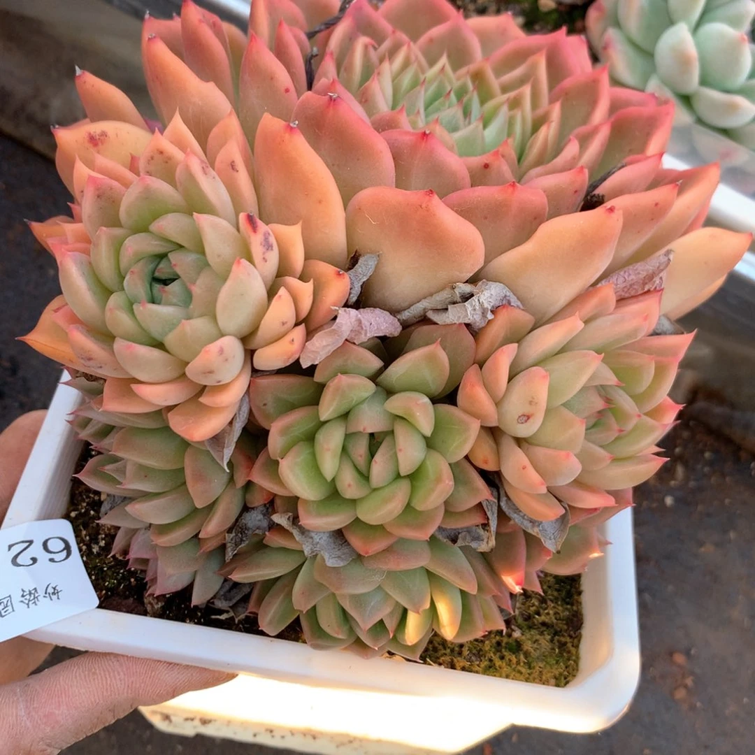 6218不包掉头整散不售后