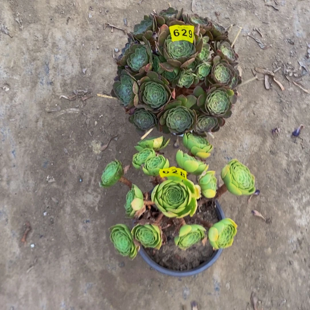 *****多肉629、628000000