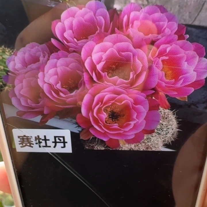 201丽花赛牡丹歪3公分左右无根侧牙，20包邮