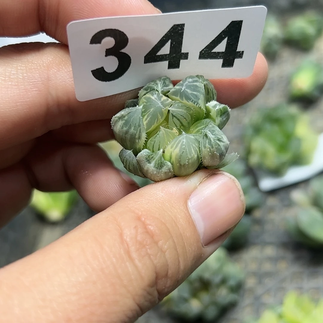 糊斑龙爪锦十二卷多肉植物