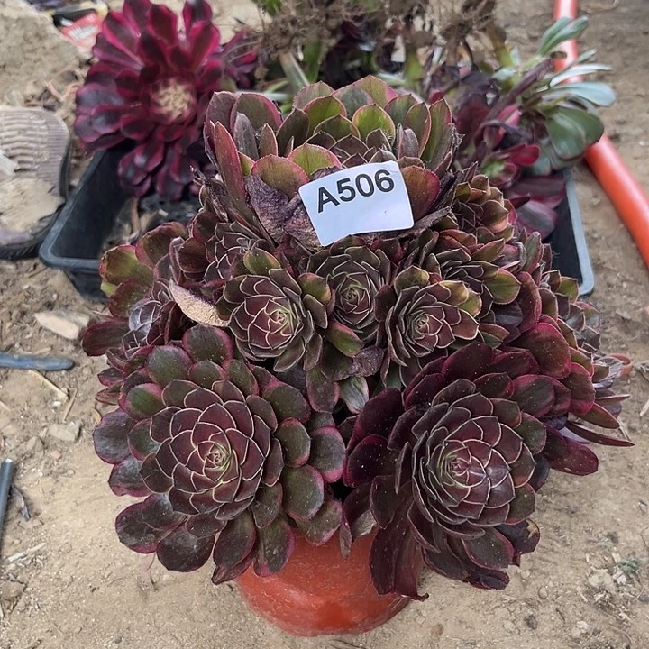 半夏多肉植物506