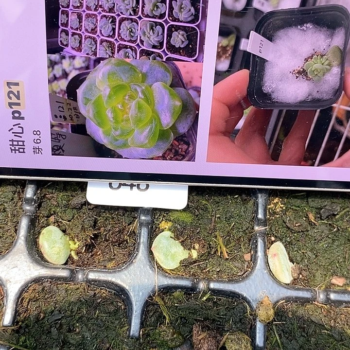 穴盘甜心p121芽苗一个多肉