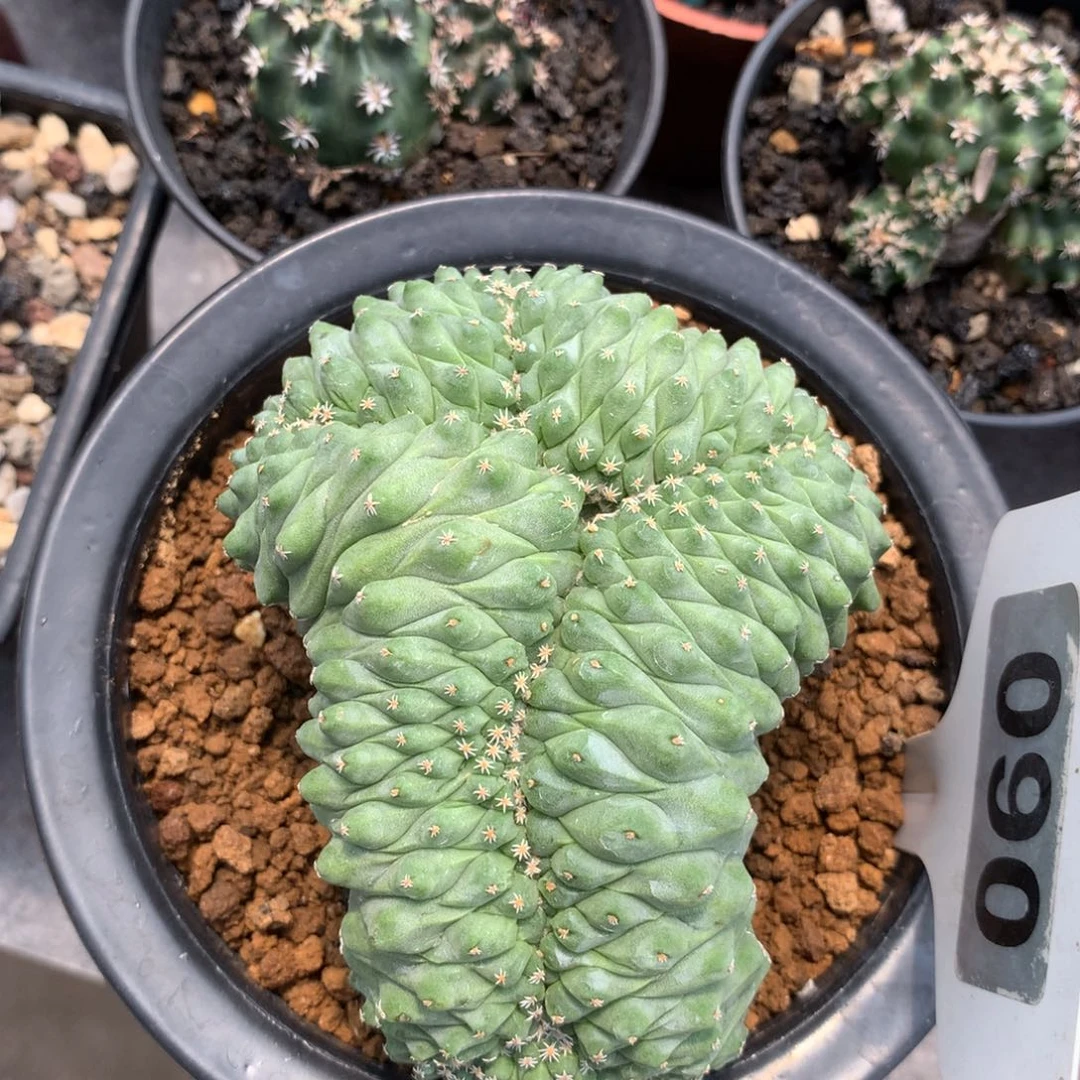 实生大油菊水开播福利