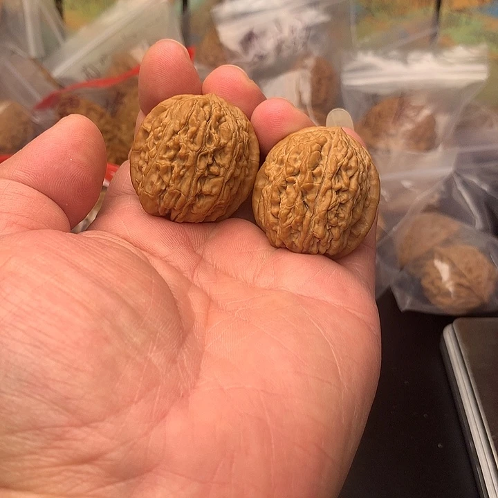 核桃血麒麟手捻级33+35尺