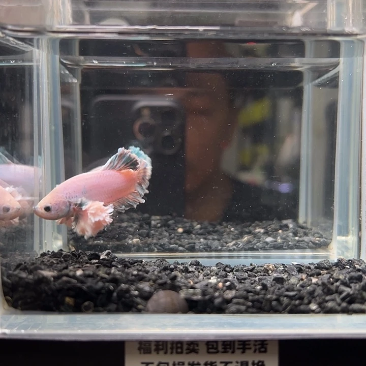斗鱼竞拍跑单拉黑18日38
