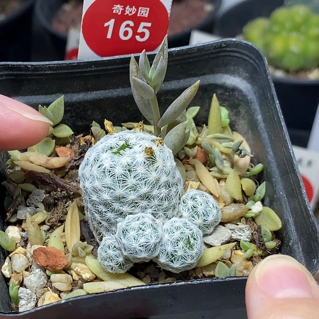 自根姬春星群一颗