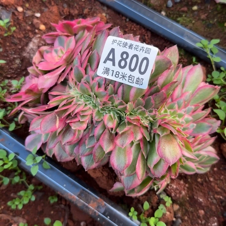 多肉 荔枝一体化多肉法师植物