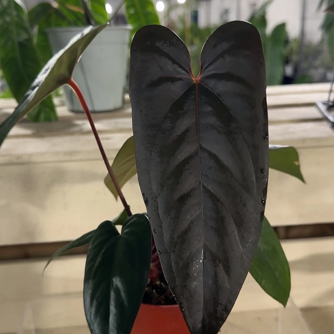 无花朵小羊皮杂黑凤凰