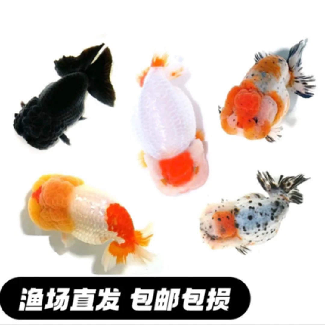国粹金鱼（元宝/鎏金/玛丽/猫狮/泰狮等）花色搭配发货