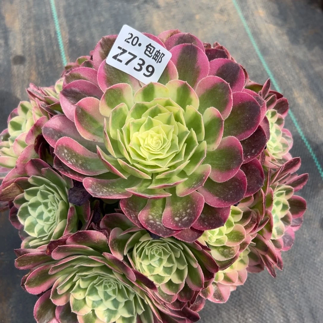 739玉姿，满20包邮