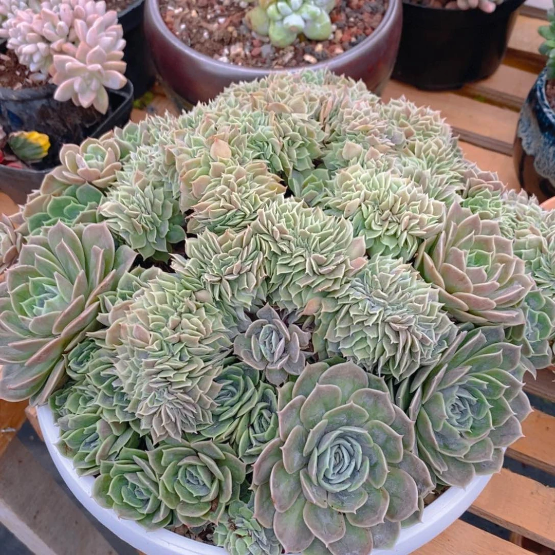 无花朵L**y多肉植物肉肉