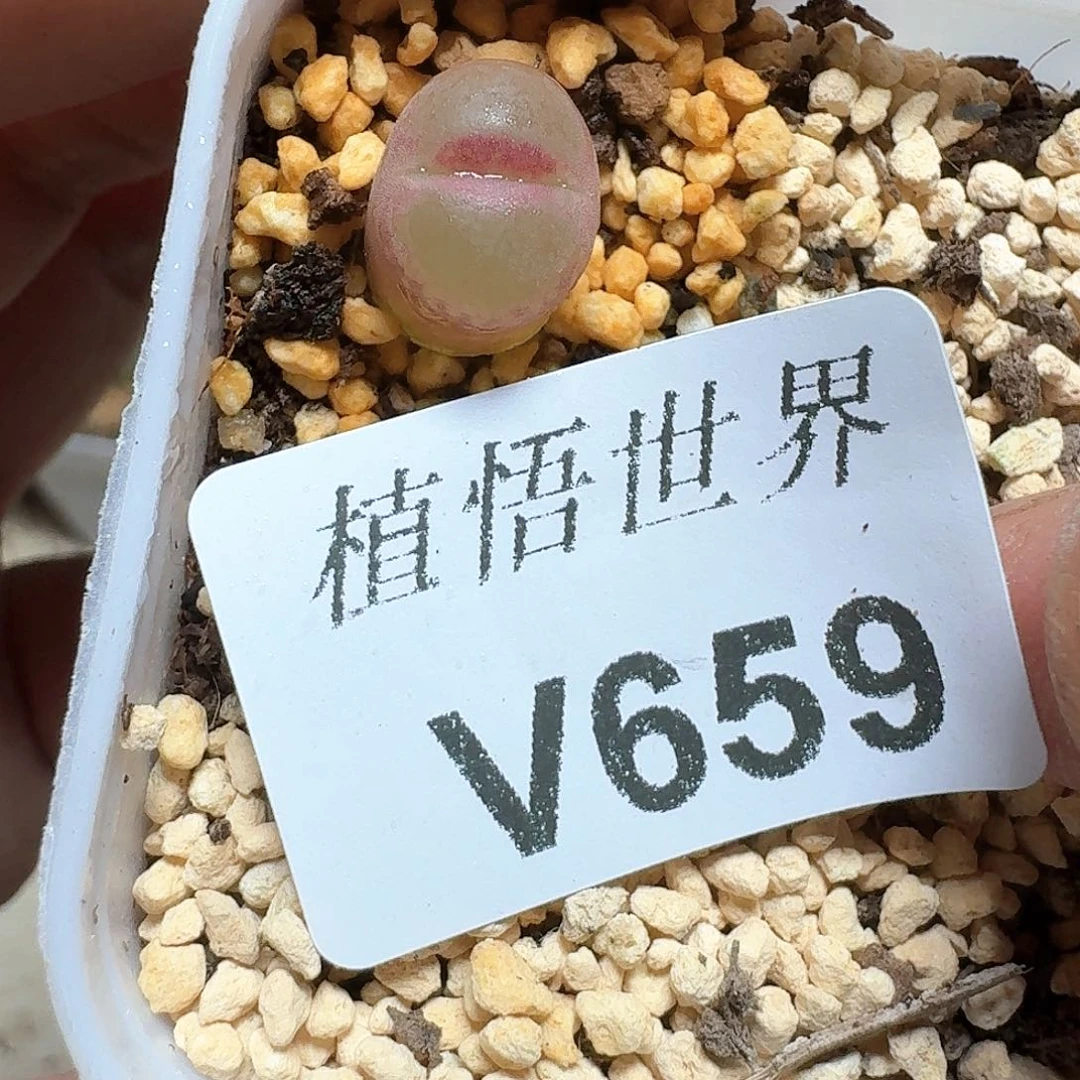 659盒多肉植物哇f g