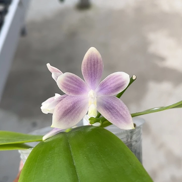 完全开放2.5寸杯蓝盾浓香