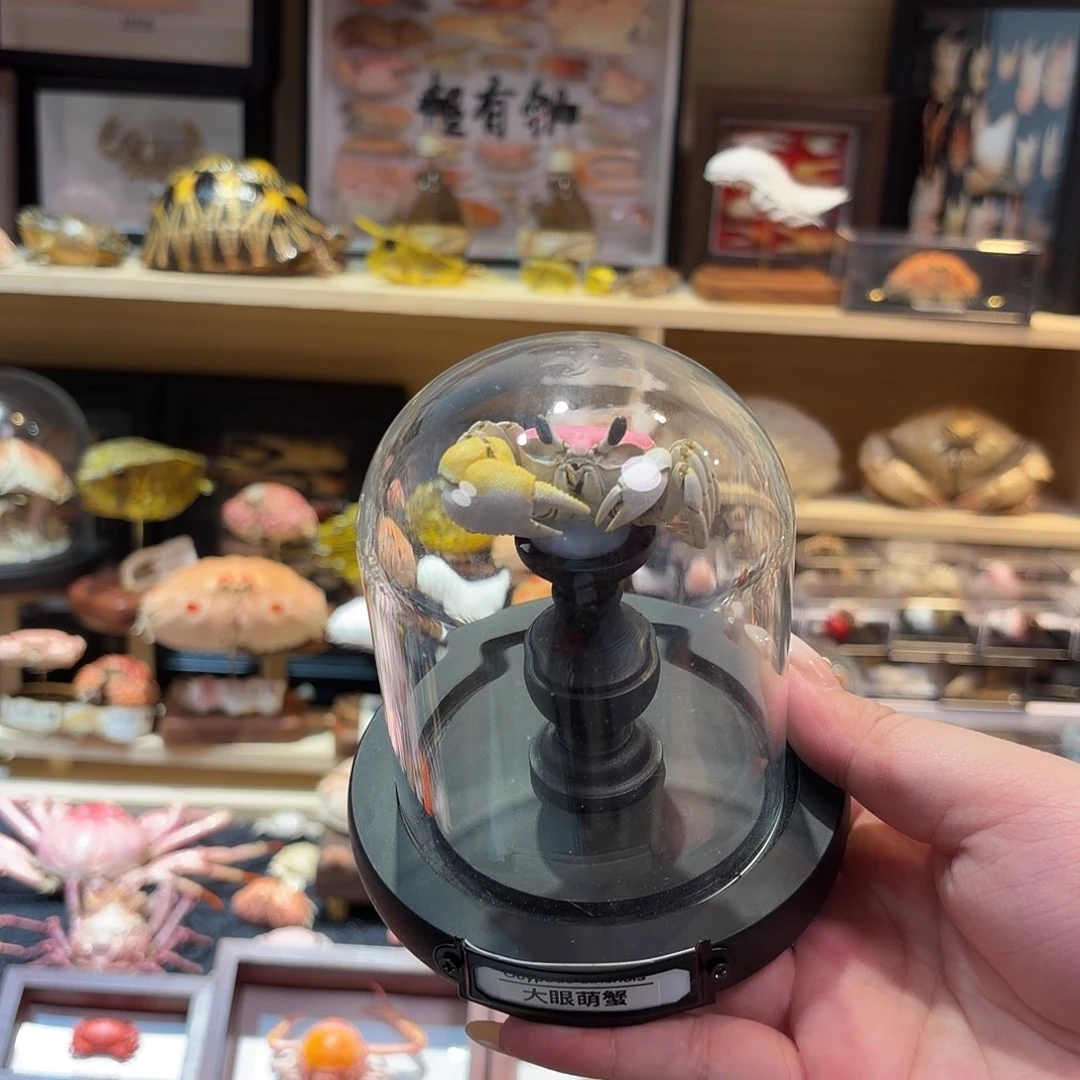 真实大眼萌蟹标本