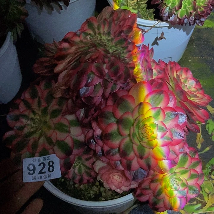 皮**裆928号多肉倾城坠