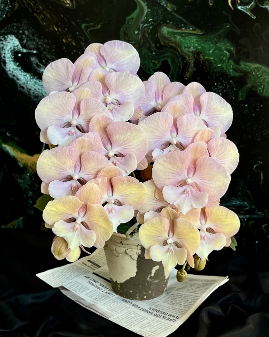 稀有【彩虹独角兽】蝴蝶兰带花发货室内盆栽