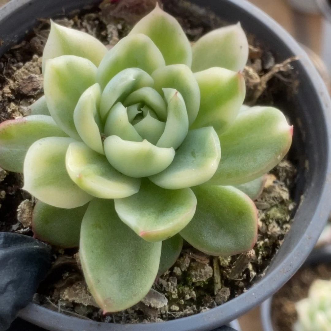 689东云杂锦锦锦锦锦锦