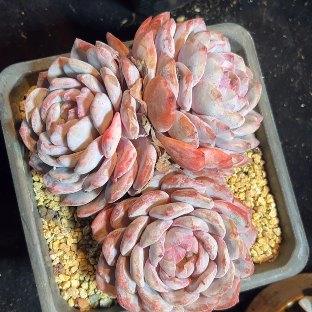 新年快乐 新年快乐