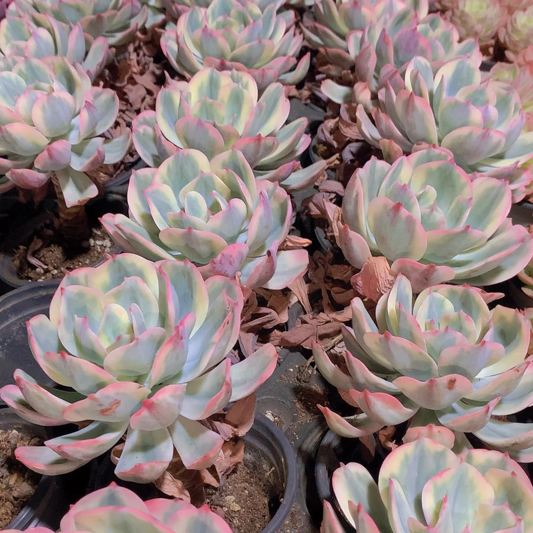 玉凤锦2345677888999