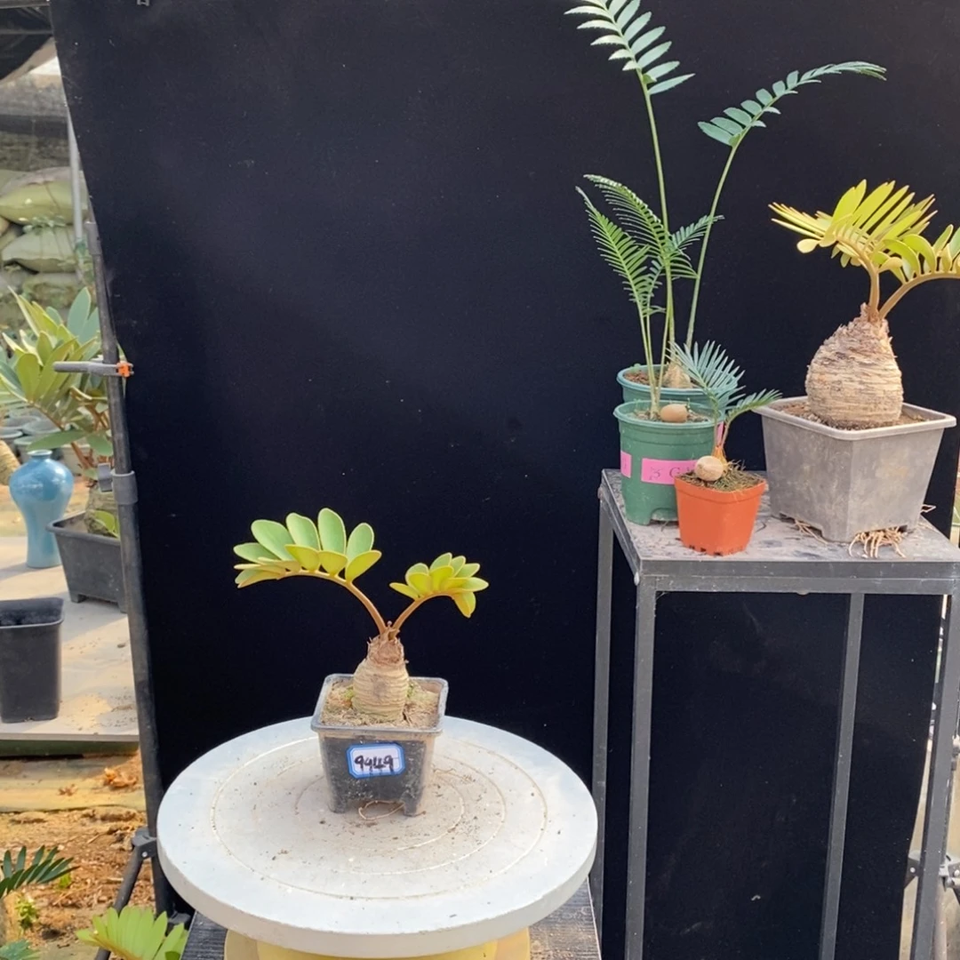 翀***～完全开放墨西哥9949