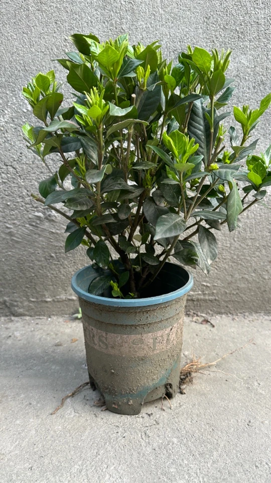 四季栀子花 露天苗