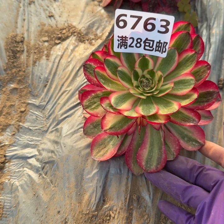 x*6763一号棚荔枝多肉J