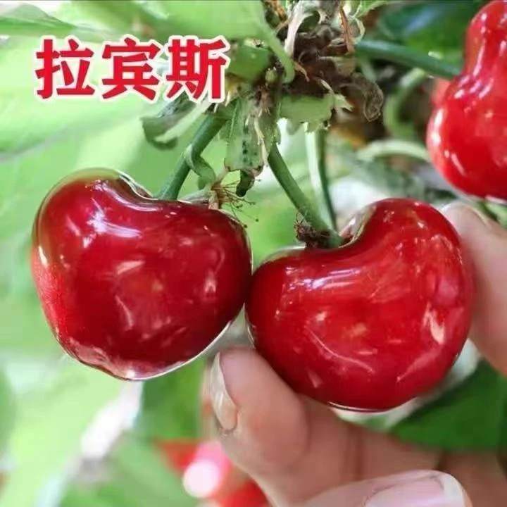 【3斤浮力】现摘头茬天水大樱桃顺丰冷链空运到家彩箱发货