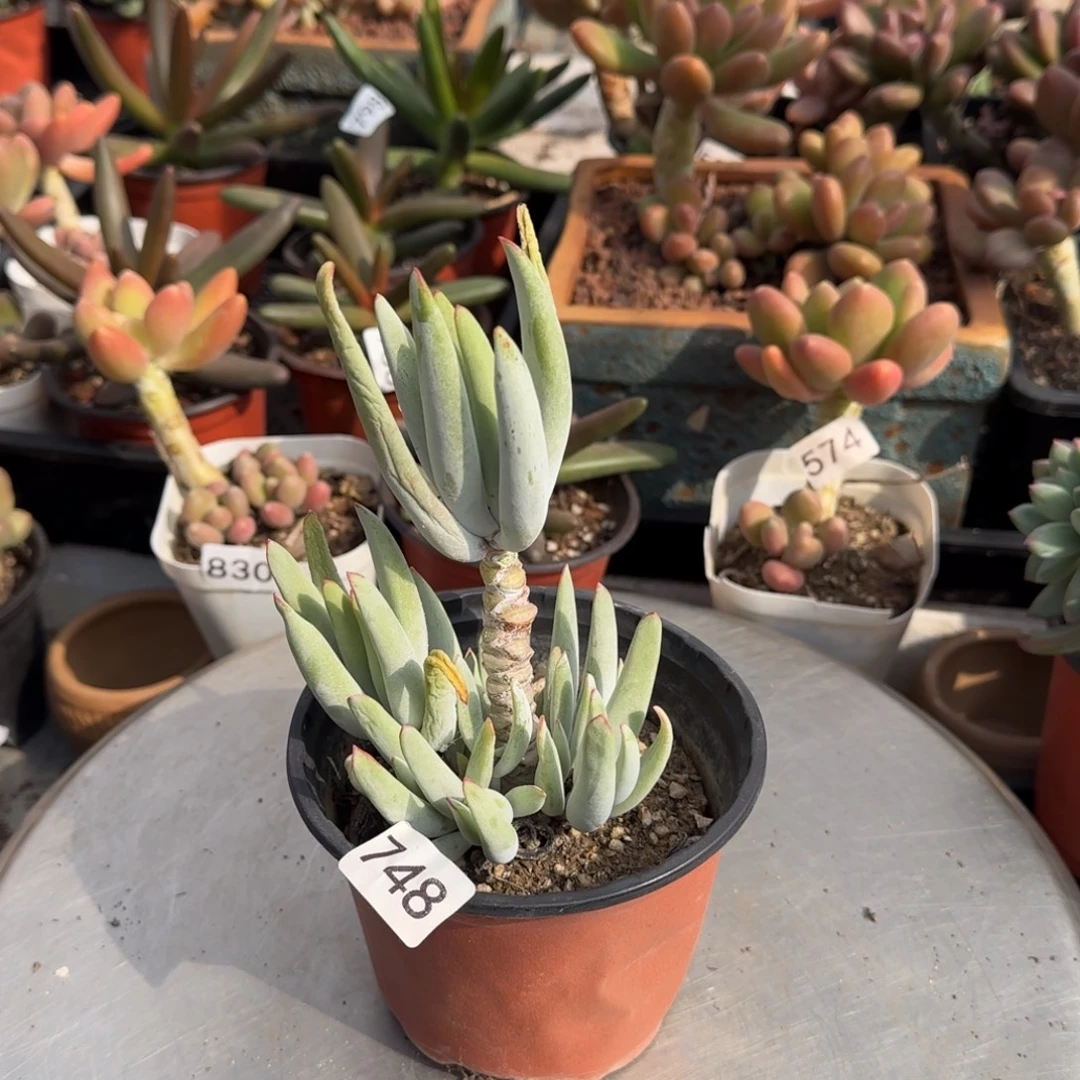 748号一物一拍一物一拍一物一拍